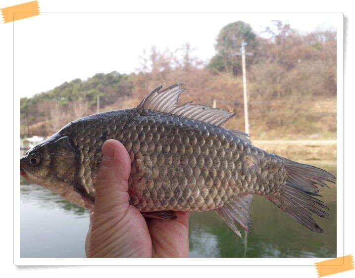 수곡낚시터 붕어조황 소식 4월 6일 (유료터정보 - 유료터점주조황)