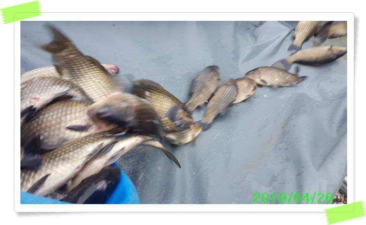 수곡낚시터 붕어방류 및 토종붕어들이 나오기 시작하네요 (유료터정보 - 유료터점주조황)