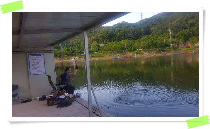 양평 힐링 수곡낚시터 낮시간에도 꾸준히 붕어들이 나옵니다 6월24일 조황 소식 (유료터정보 - 유료터점주조황)