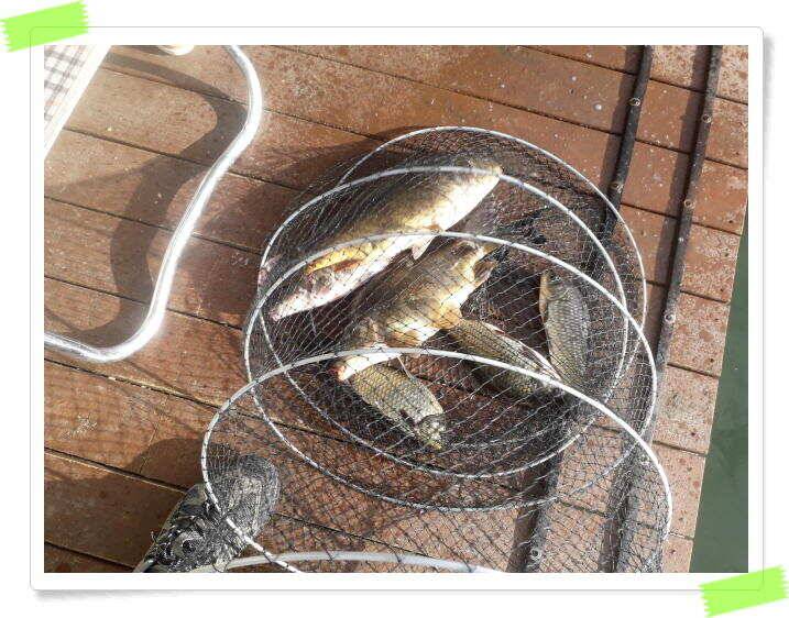 양평낚시터 힐링 수곡낚시터 붕어방류 및 주중 조황 안내드립니다 (유료터정보 - 유료터점주조황)