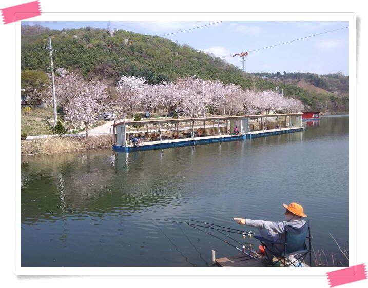 수곡낚시터 금요일토요일 조황 및 붕어 방류 (유료터정보 - 유료터점주조황)