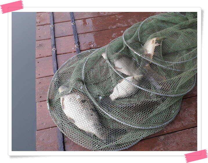 붕어낚시 수곡낚시터 주중 조황4월11일 및 붕어 방류 (유료터정보 - 유료터점주조황)