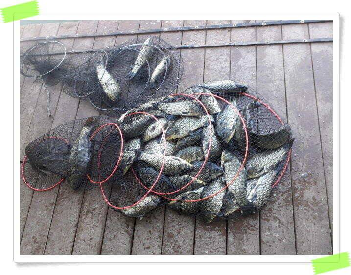 양평낚시터 힐링 수곡낚시터 붕어방류 및 주중 조황 안내드립니다 (유료터정보 - 유료터점주조황)