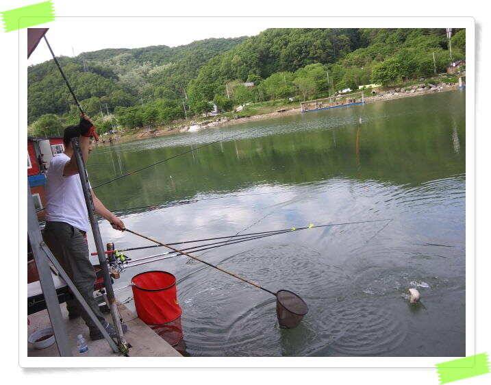 붕어낚시 수곡낚시터 고르게 꾸준히 잘 나와줍니다 토일요일 조황 (유료터정보 - 유료터점주조황)