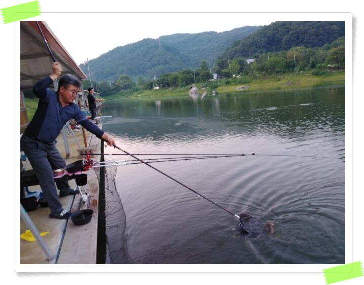 양평 힐링 수곡낚시터 일요일도 주말에이어 고른조황 꾸준하며 조과편차는 있었습니다 (유료터정보 - 유료터점주조황)