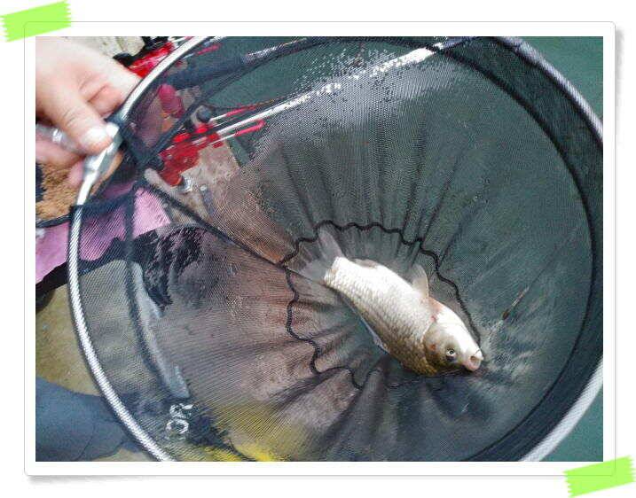 양평 힐링 수곡낚시터 일요일도 주말에이어 고른조황 꾸준하며 조과편차는 있었습니다 (유료터정보 - 유료터점주조황)