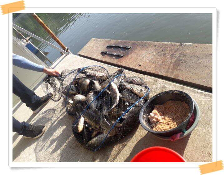 힐링 양평 수곡낙시터 붕어 좋은 조황 이어지네요 오늘 축양 붕어 방류 완료 (유료터정보 - 유료터점주조황)