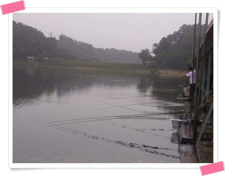 붕어낚시 양평 힐링 수곡낚시터 주말 조황 붕어방류 안내드립니다 (유료터정보 - 유료터점주조황)