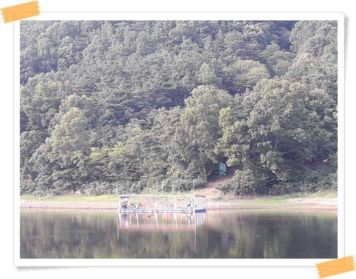 붕어낚시 양평 수곡낚시터 오늘 붕어 방류 및 조황 안내드려요 (유료터정보 - 유료터점주조황)