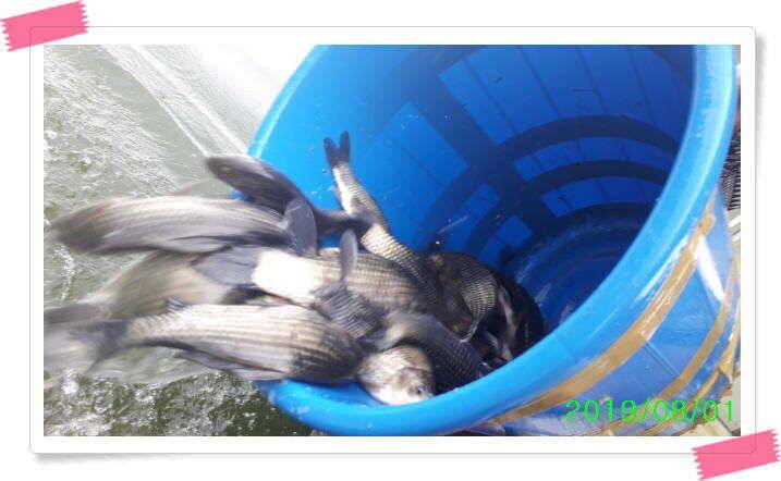 붕어낚시 힐링 양평 수곡낚시터 8월 1일 붕어 방류및 조황 안내드립니다 (유료터정보 - 유료터점주조황)