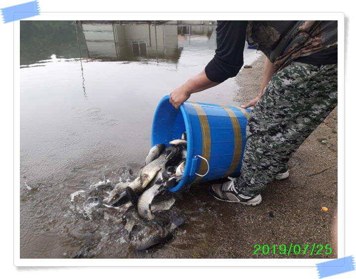 좌대낚시 노지낚시 양평 수곡낚시터 단비에 오름수위가 좋습니다 토요일에도 붕어방류 합니다 (유료터정보 - 유료터점주조황)