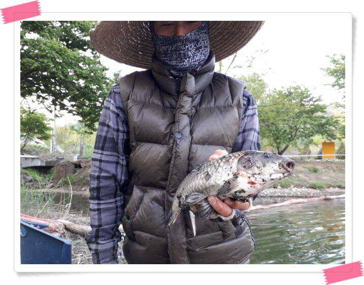 양평수곡낚시터 주중조황 5월8일 그래도 붕어들이 나와주네요 (유료터정보 - 유료터점주조황)