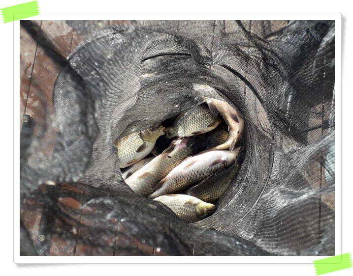 양평 수곡낚시터 토종 대물 4짜 포함 조황이 좋았습니다 (유료터정보 - 유료터점주조황)