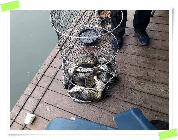양평 수곡낚시터 금일 붕어방류 노지잔교 및 수상좌대 전진배치후 조황 7월4일 (유료터정보 - 유료터점주조황)