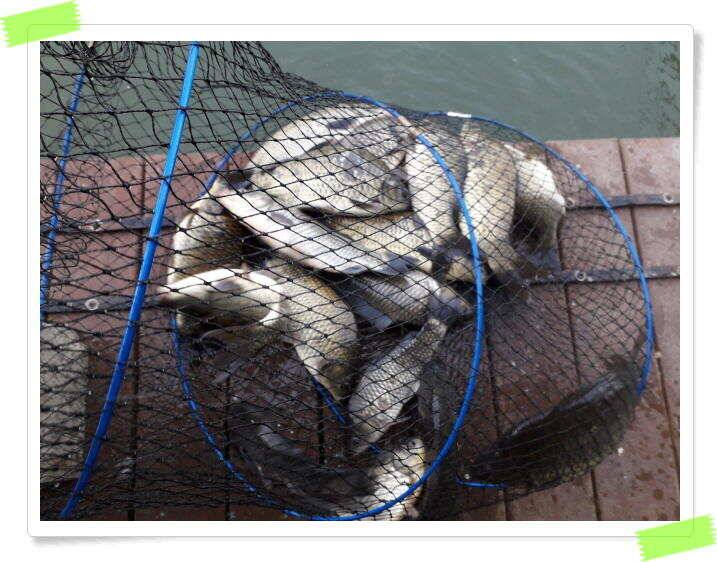 수곡낚시터 붕어방류 및 붕어조황 더 좋아지고 있습니다 (유료터정보 - 유료터점주조황)