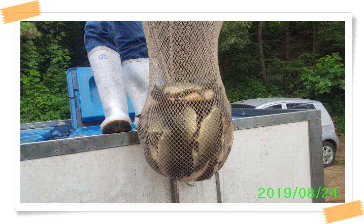 양평 붕어낚시터 힐링 수곡낚시터 대박조황과 고른 조황이 나옵니다 오늘도 튼실한 붕어들 방류 마쳤습니다 (유료터정보 - 유료터점주조황)