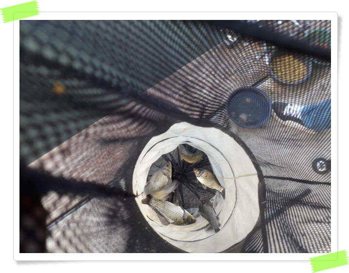 양평 힐링 수곡낚시터 낮시간에도 꾸준히 붕어들이 나옵니다 6월24일 조황 소식 (유료터정보 - 유료터점주조황)