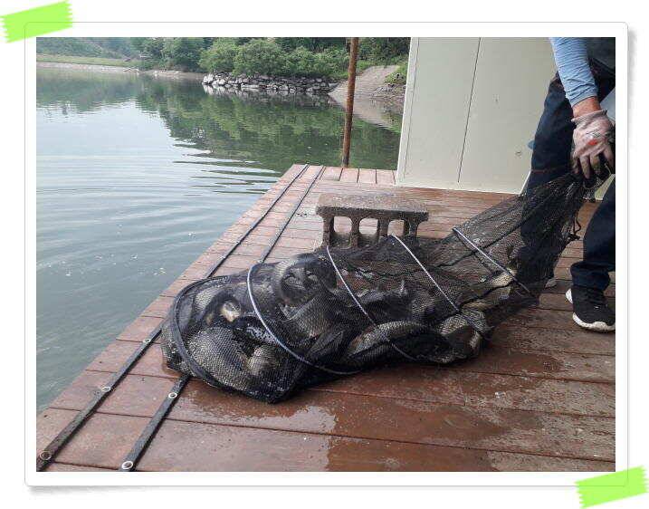 붕어낚시 수곡낚시터 고르게 꾸준히 잘 나와줍니다 토일요일 조황 (유료터정보 - 유료터점주조황)