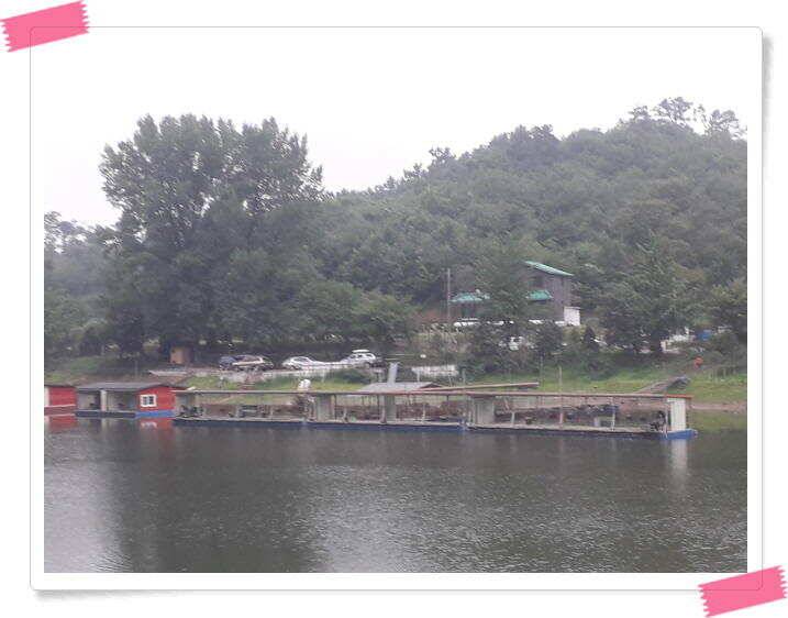 좌대낚시 노지낚시 양평 수곡낚시터 단비에 오름수위가 좋습니다 토요일에도 붕어방류 합니다 (유료터정보 - 유료터점주조황)