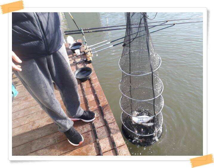 힐링 양평 수곡낙시터 붕어 좋은 조황 이어지네요 오늘 축양 붕어 방류 완료 (유료터정보 - 유료터점주조황)