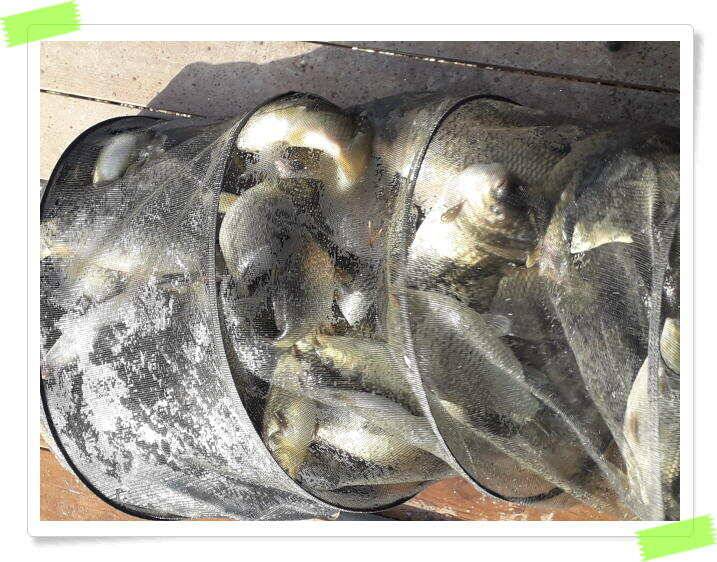 양평 수곡낚시터 토종 대물 4짜 포함 조황이 좋았습니다 (유료터정보 - 유료터점주조황)