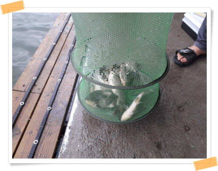 붕어낚시 양평 수곡 낚시터 일요일도 붕어낚시 조황 꾸준합니다 (유료터정보 - 유료터점주조황)