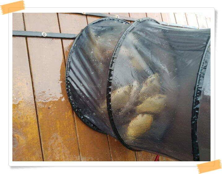 민물낚시 힐링 양평 수곡낚시터 호조황속 대박조황이 나와주네요 오늘도 붕어방류 완료했습니다 (유료터정보 - 유료터점주조황)