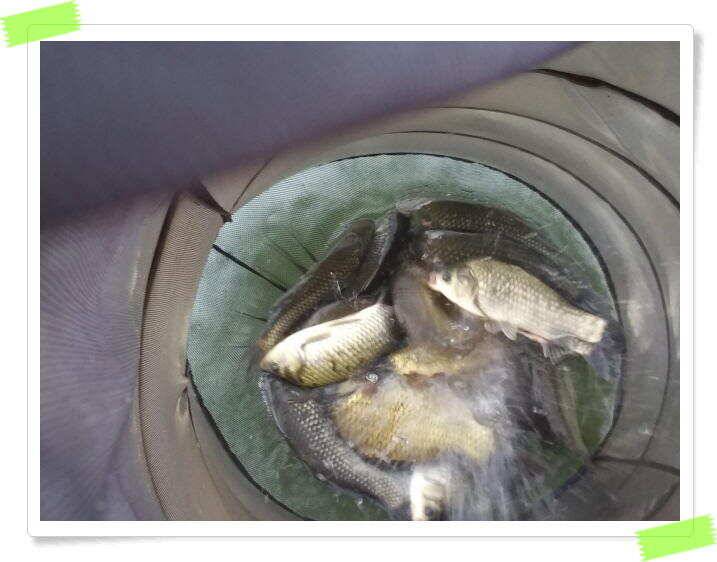 양평낚시터 힐링 수곡낚시터 붕어조황 주말도 고른 조황이 나와주었네요 주말 붕어방류 완료 (유료터정보 - 유료터점주조황)