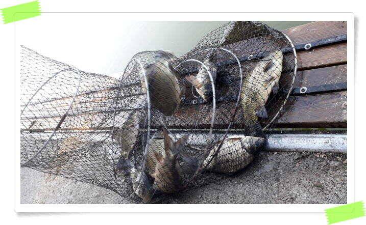 여름 피서낚시 양평 수곡낚시터 붕어낚시 조황 꾸준합니다 내일도 붕어방류 합니다 (유료터정보 - 유료터점주조황)