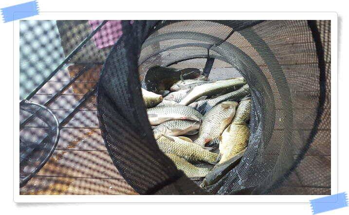 양평 수곡낚시터 주중 붕어조황 오늘도 고르고 꾸준한 조황이 이어지네요 오늘 붕어방류 마쳤습니다 (유료터정보 - 유료터점주조황)