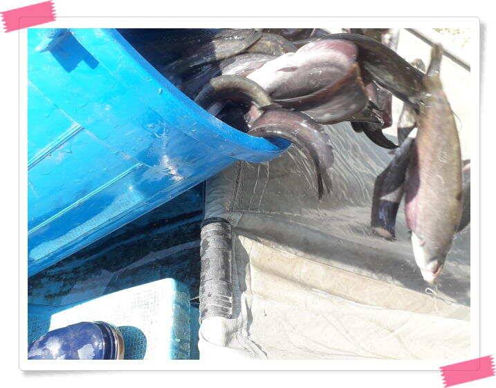 양평낚시터 힐링 수곡낚시터 붕어방류 및 주중 조황 안내드립니다 (유료터정보 - 유료터점주조황)
