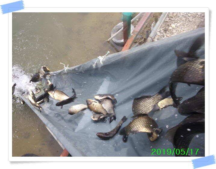 붕어낚시 수곡낚시터 연이은 붕어 대박조황5월18일 및 축양붕어 추가 방류 소식 (유료터정보 - 유료터점주조황)