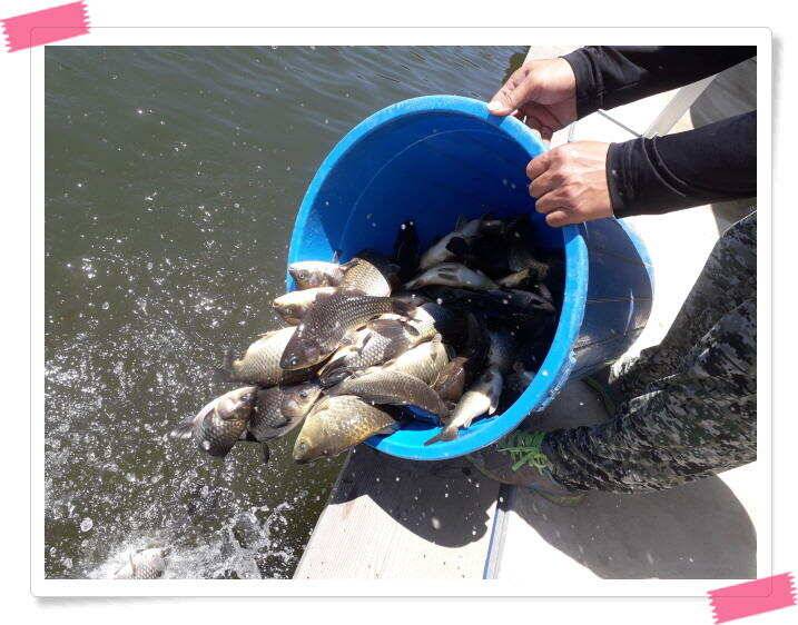 힐링 양평 수곡낚시터 오늘도 낮시간 붕어조황이 이어집니다 주말 조황 및 붕어방류 (유료터정보 - 유료터점주조황)