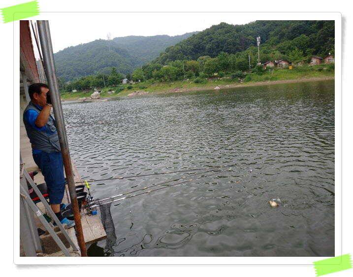 붕어낚시 힐링 양평 수곡낚시터 7월 25일 조황 및 붕어 방류 안내드립니다 (유료터정보 - 유료터점주조황)
