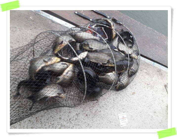 수곡낚시터 붕어낚시 조황 꾸준하게 나와줍니다 6월18일 조황 안내드립니다 (유료터정보 - 유료터점주조황)