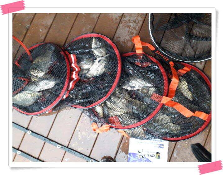 양평 수곡낚시터 빗속에서도 붕어들이 올라와 주었네요 4월 10일 조황 (유료터정보 - 유료터점주조황)
