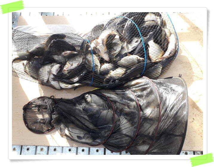 양평 수곡낚시터 토종 대물 4짜 포함 조황이 좋았습니다 (유료터정보 - 유료터점주조황)