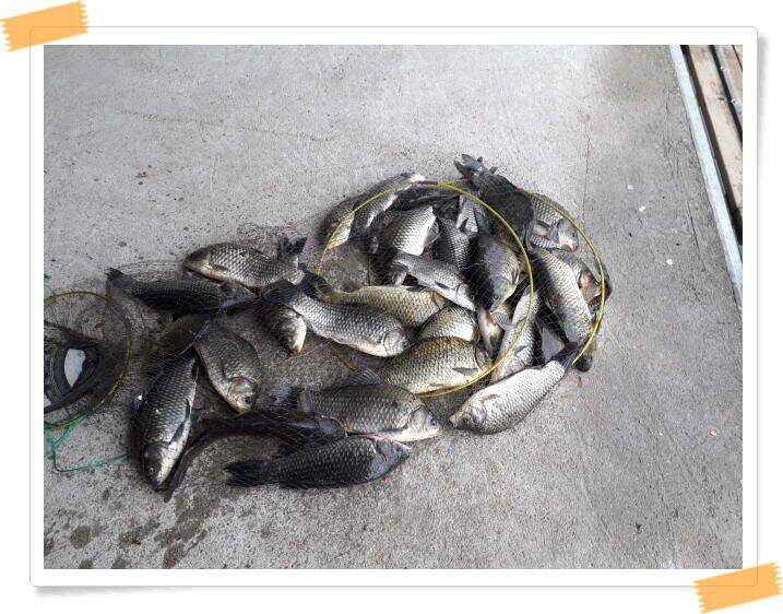 양평낚시터 힐링 수곡낚시터 주말조황 괜찬습니다 주말 붕어방류 조황안내 (유료터정보 - 유료터점주조황)