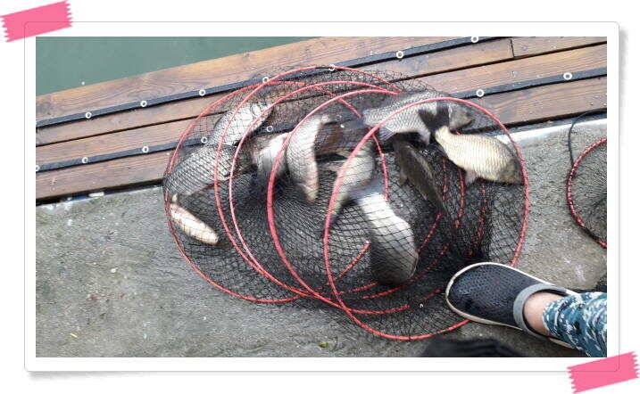 양평낚시터 힐링 수곡낚시터 오늘 붕어방류 및 조황 안내 7월30일 (유료터정보 - 유료터점주조황)