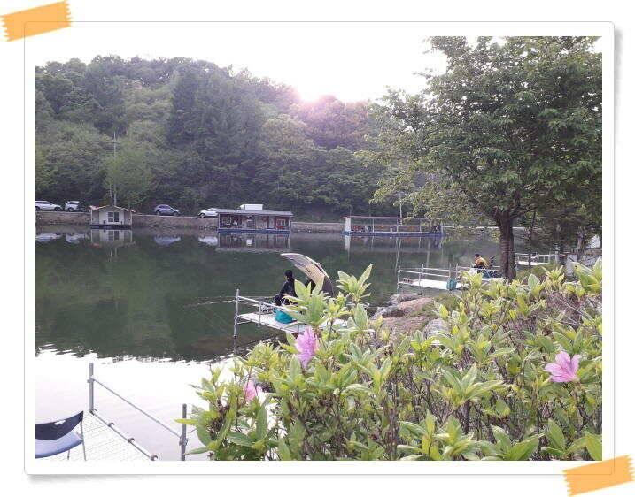 양평 수곡낚시터 주말 조황 5월 4일5일 좋았습니다 (유료터정보 - 유료터점주조황)