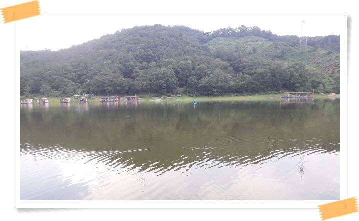 휴가철 피서 민물낚시 좌대낚시 노지낚시 양평 수곡낚시터 붕어조황이 더 좋았네요 8월4일 조황 (유료터정보 - 유료터점주조황)