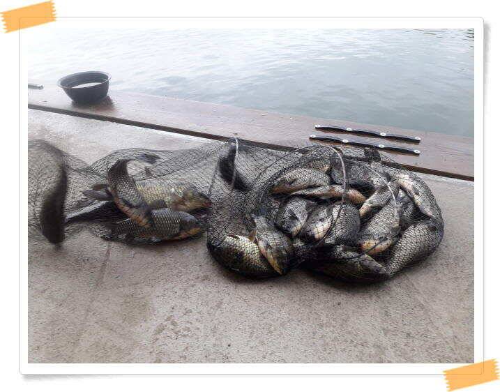 붕어낚시 양평 수곡 낚시터 일요일도 붕어낚시 조황 꾸준합니다 (유료터정보 - 유료터점주조황)