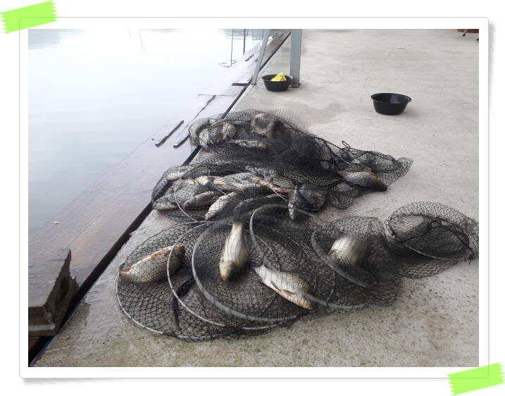 힐링 양평 수곡낚시터 주중조황 6월19일 및 붕어 방류 (유료터정보 - 유료터점주조황)