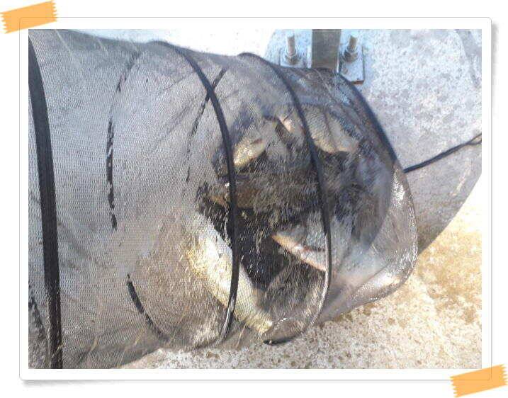 힐링 양평 수곡낚시터 오늘도 낮시간 붕어조황이 이어집니다 주말 조황 및 붕어방류 (유료터정보 - 유료터점주조황)