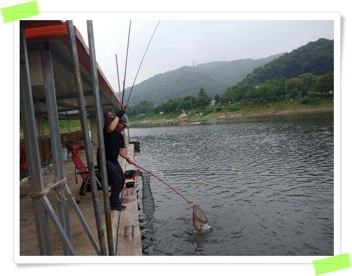 붕어낚시 양평 수곡낚시터 오늘 붕어 방류 및 조황 안내드려요 (유료터정보 - 유료터점주조황)