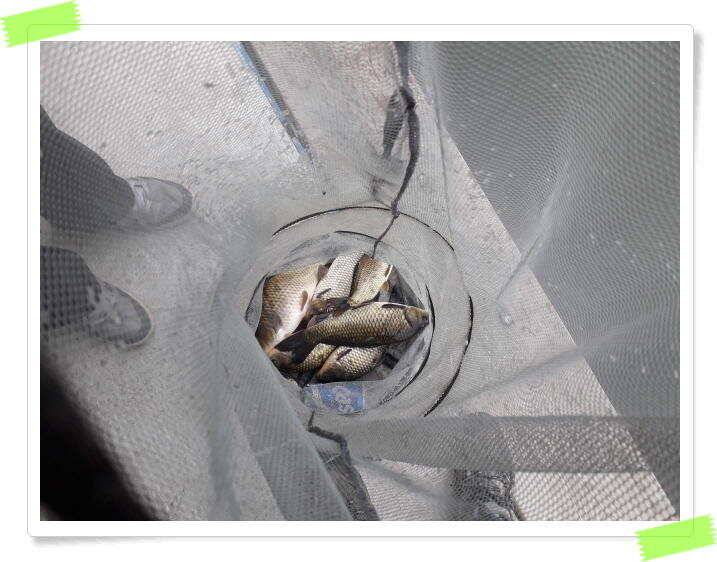양평 수곡낚시터 오늘도 오전부터 붕어들이 계속나오면서 꾸준한 조황이 이어집니다 (유료터정보 - 유료터점주조황)