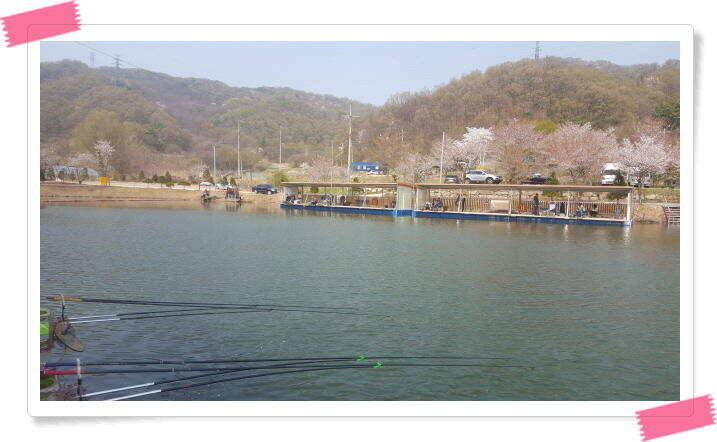 수곡낚시터 금요일토요일 조황 및 붕어 방류 (유료터정보 - 유료터점주조황)