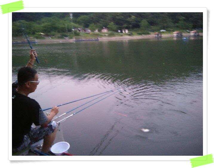양평 힐링 수곡낚시터 6월28일 조황 소식 전해드립니다 토요일 붕어방류 이어집니다 (유료터정보 - 유료터점주조황)