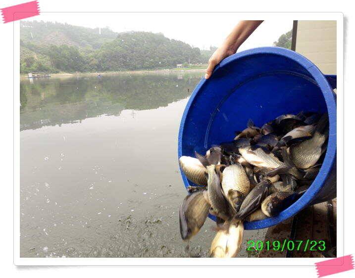 붕어낚시 양평 수곡낚시터 오늘 붕어 방류 및 조황 안내드려요 (유료터정보 - 유료터점주조황)