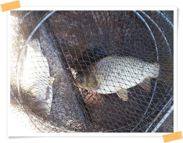 힐링 양평 수곡낚시터 오늘도 낮시간 붕어조황이 이어집니다 주말 조황 및 붕어방류 (유료터정보 - 유료터점주조황)